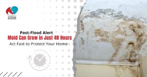 Mold Can Grow in Just 48 Hours